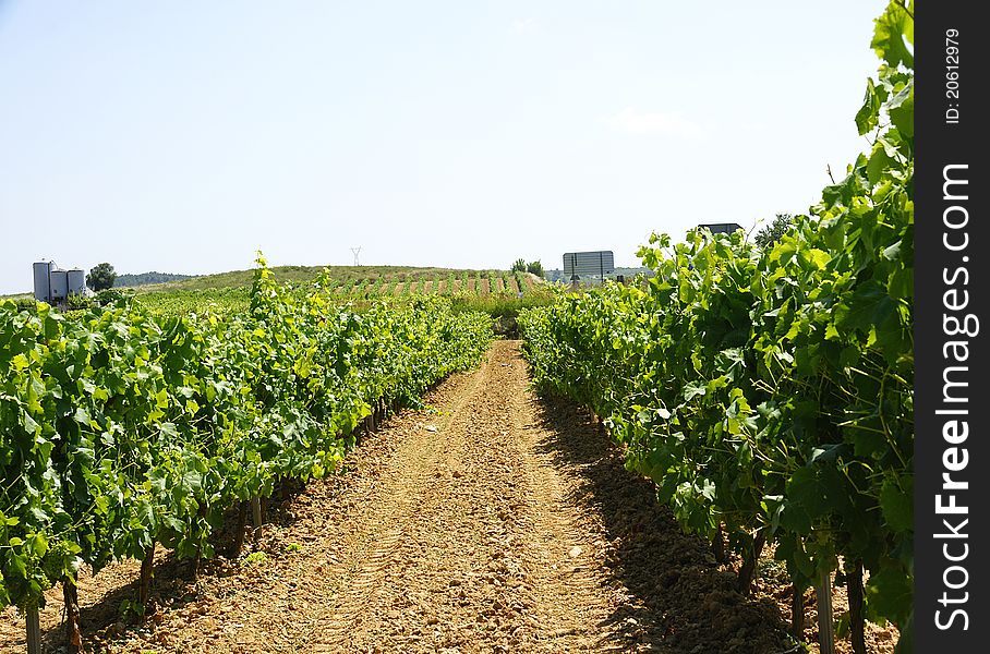 Catalan vineyards in Vilafranca del PenedÃ©s's