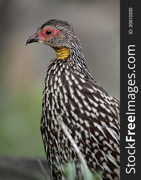 The detail of yellow-necked spurfowl (Francolinus leucoscepus).