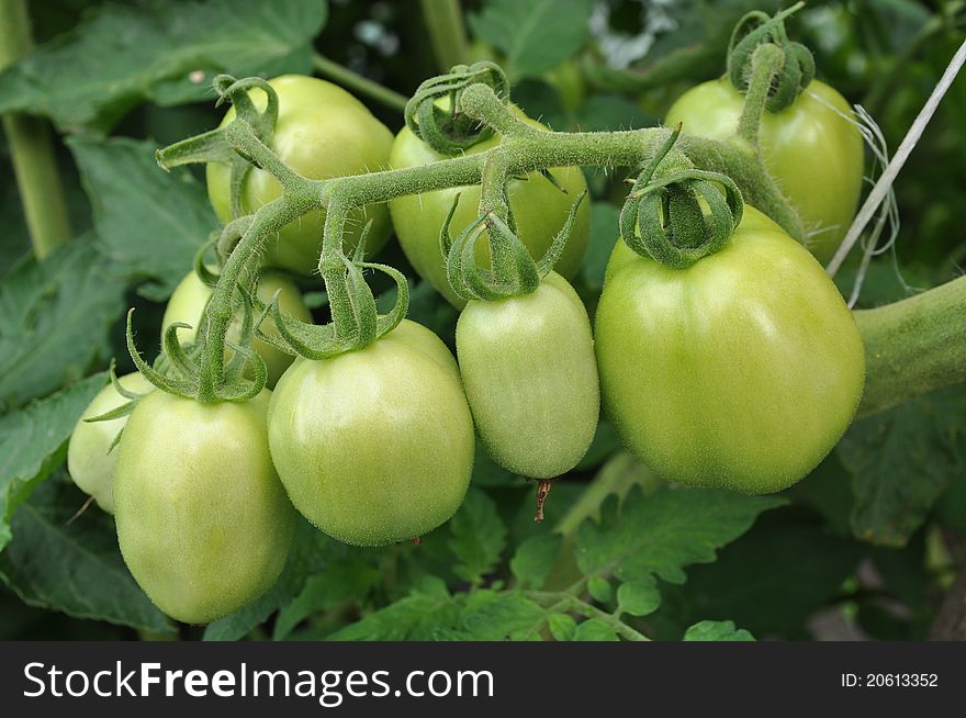 Green tomatoes growing on a branch. Green tomatoes growing on a branch