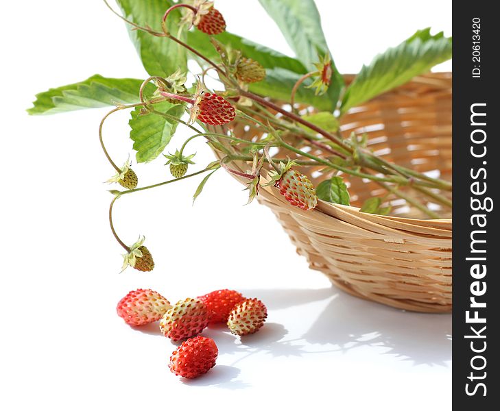 Wild strawberry in a basket