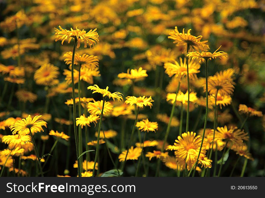 A field of beautiful yellow flowers in spring