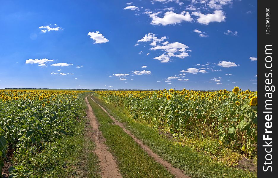 Field Of Sunflowers