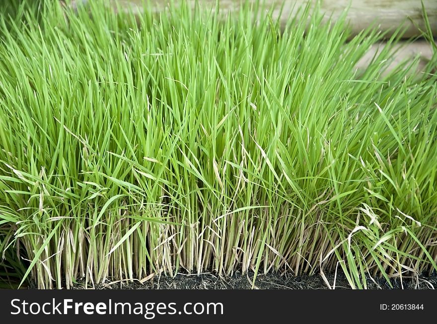 Small green rice plants background