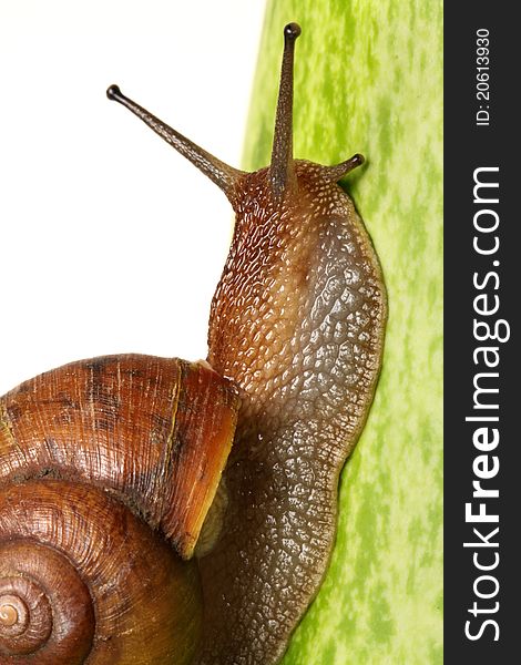 Garden snail in front of a white background.