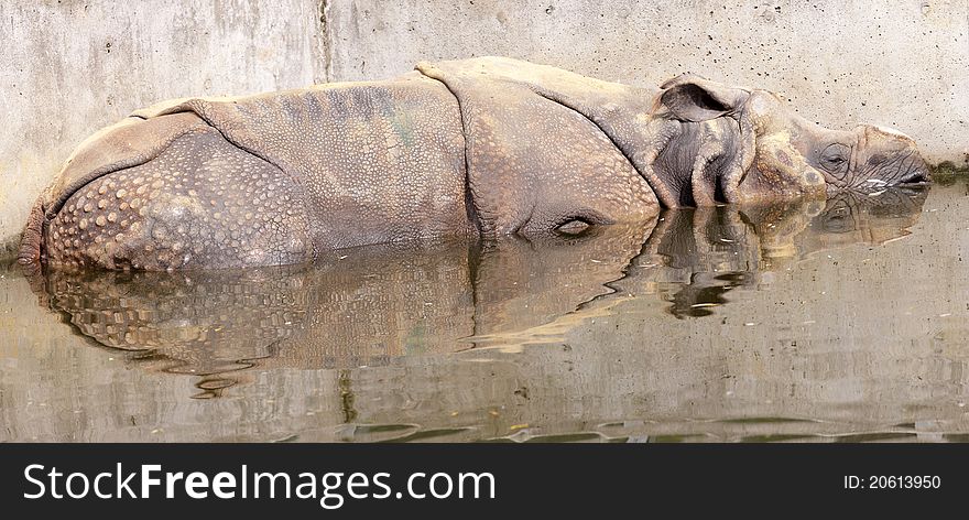 Greater one-horned rhinoceros