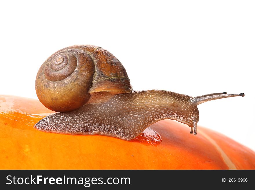 Garden snail in front of a white background.