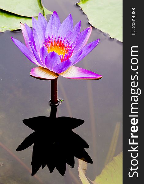 Purple water lily in a pond