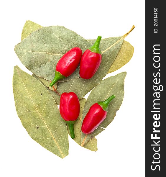 Laurel leafs, hot pepper  on white background