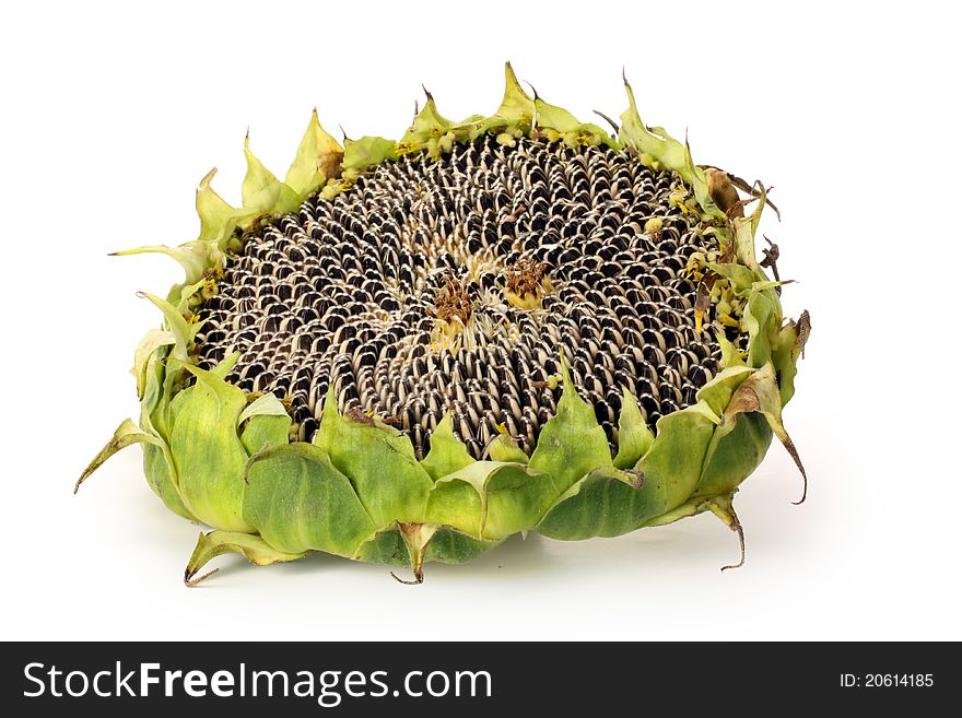 Sunflower with seeds isolated on a white. Sunflower with seeds isolated on a white