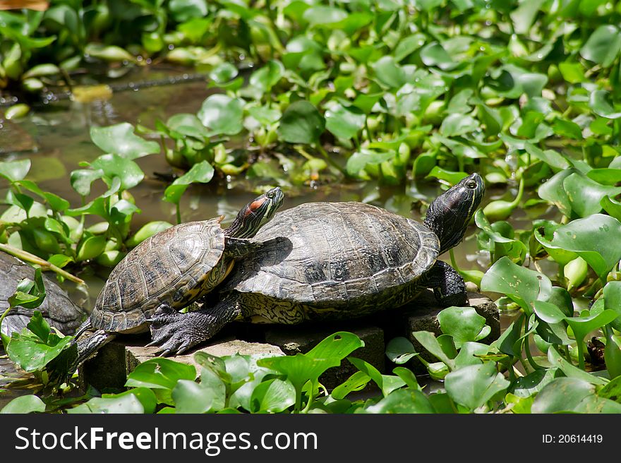 Turtles In The Pond