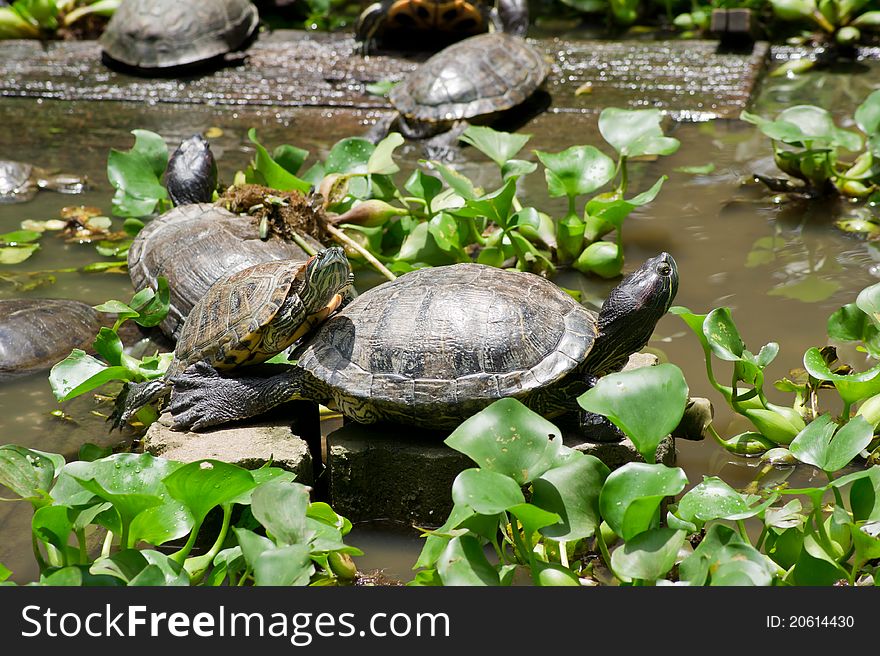 Close up Turtles in the pond