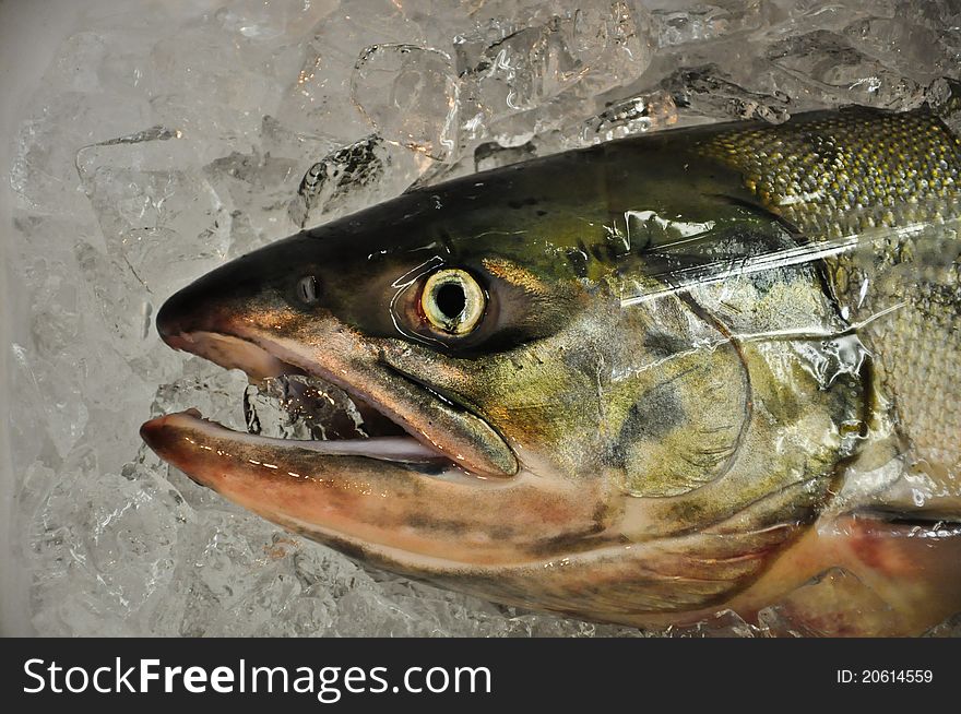 Fish' head on ice which waiting for sale at Fresh market in Nagoya, Japan