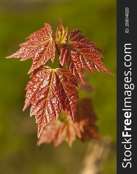 Leafs of maple(Acer saccharinum)as background. Leafs of maple(Acer saccharinum)as background