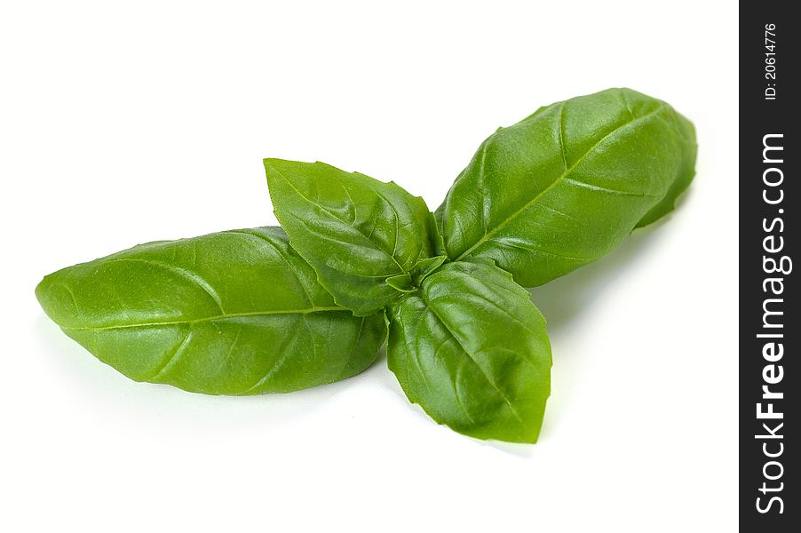 Leaves of basil on a white background