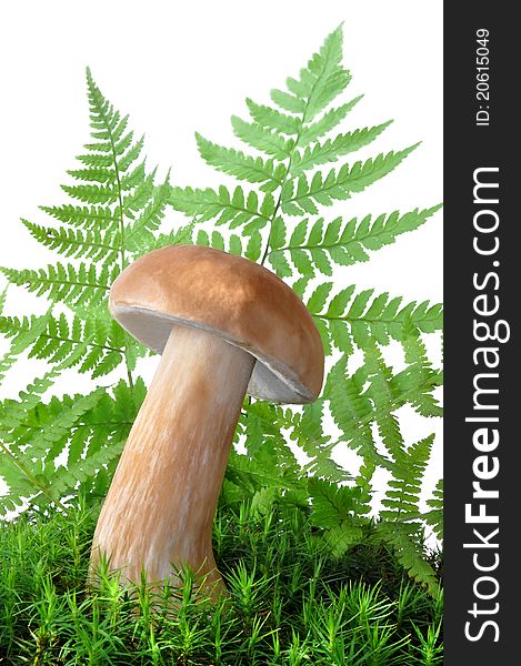 Edible mushroom - Boletus edulis - isolated