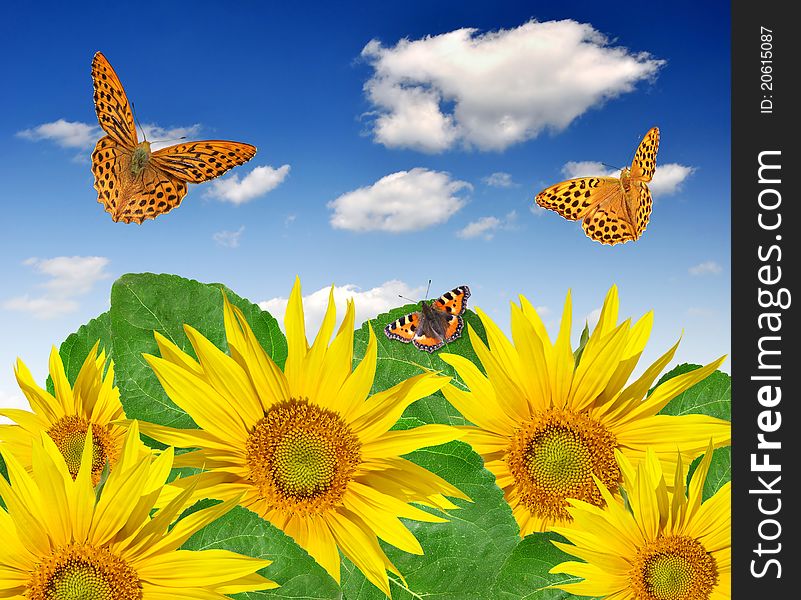 Sunflower Field With Butterfly