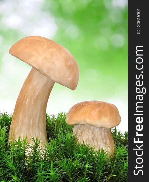 Edible mushroom - Boletus edulis