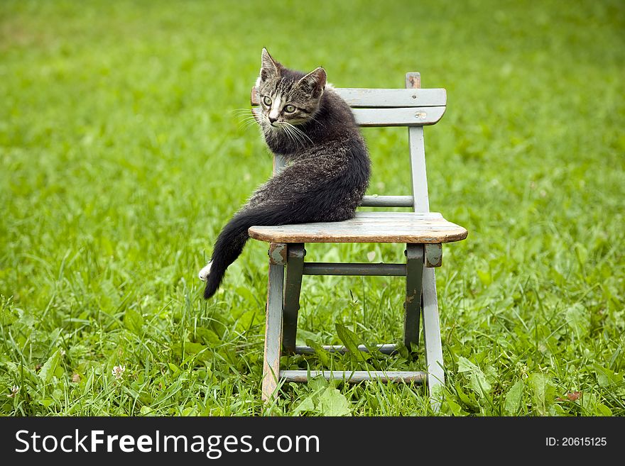 Kitten on the chair poses for photos. Kitten on the chair poses for photos