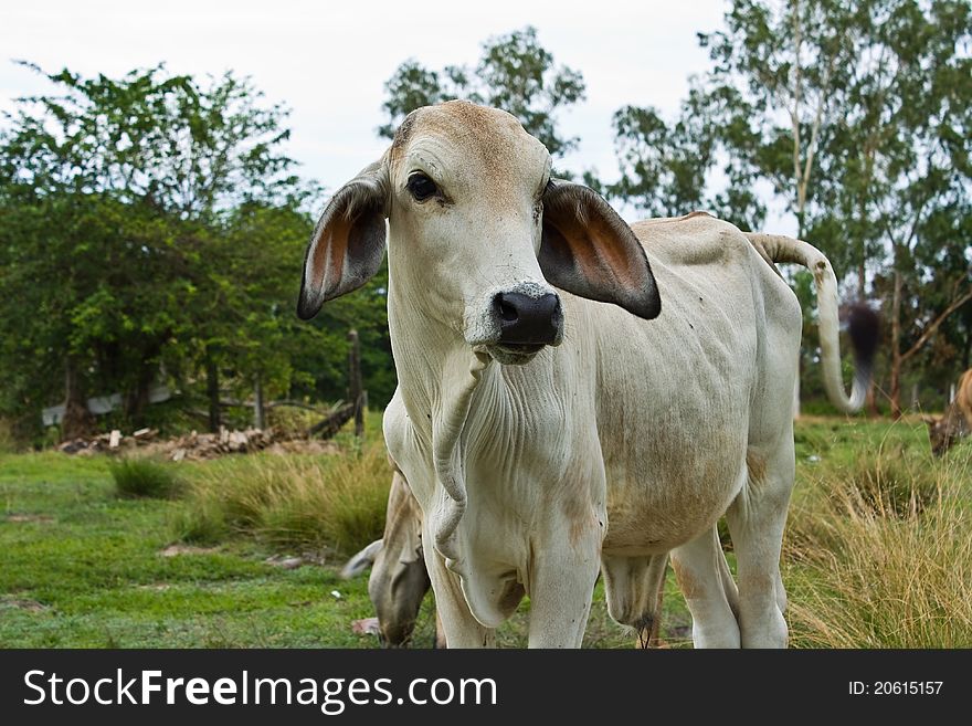 Cow in the field in Thailand