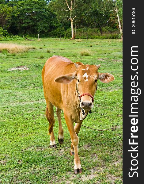 Cow in the field in Thailand