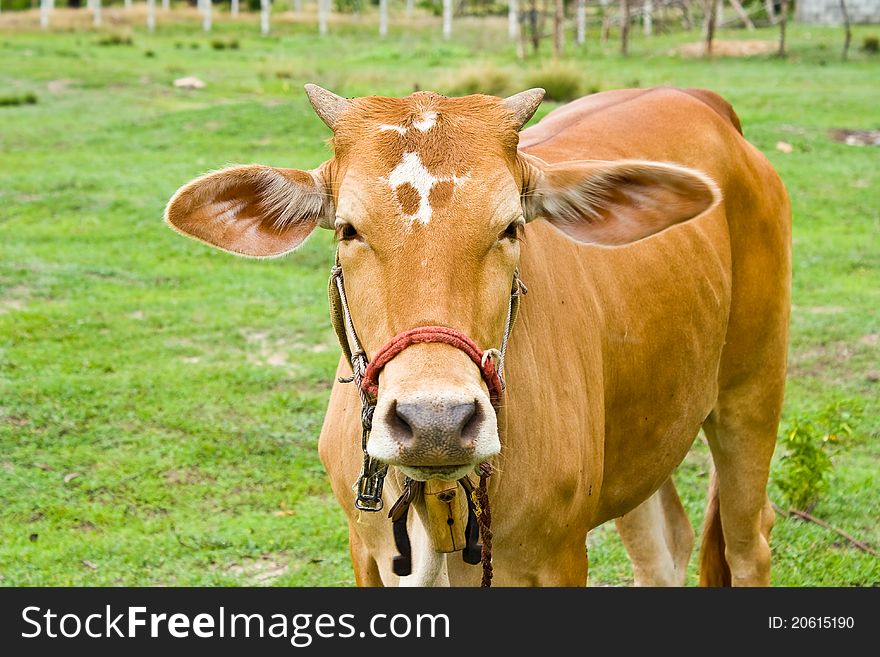 Cow in the field in Thailand