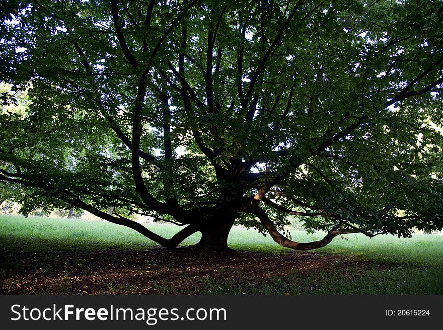 Broadleaf in the park with quirky groth. Broadleaf in the park with quirky groth