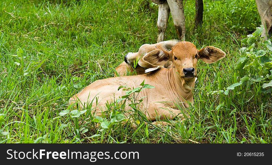 Cow in the field in Thailand