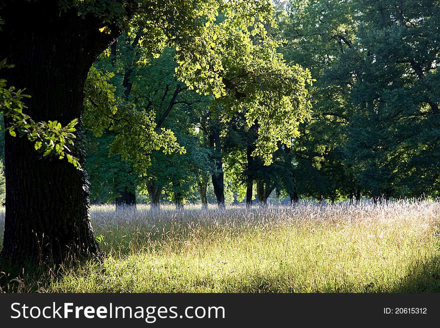 Meadow in the park under trees in summer in the evening light. Meadow in the park under trees in summer in the evening light