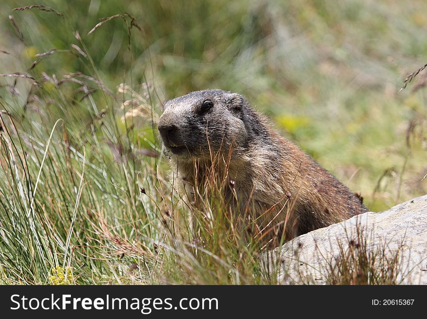 The alpine marmot hidden behind the grass.