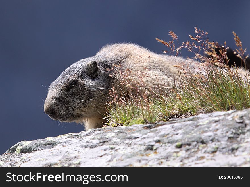 The marmot on the rock in Alps.