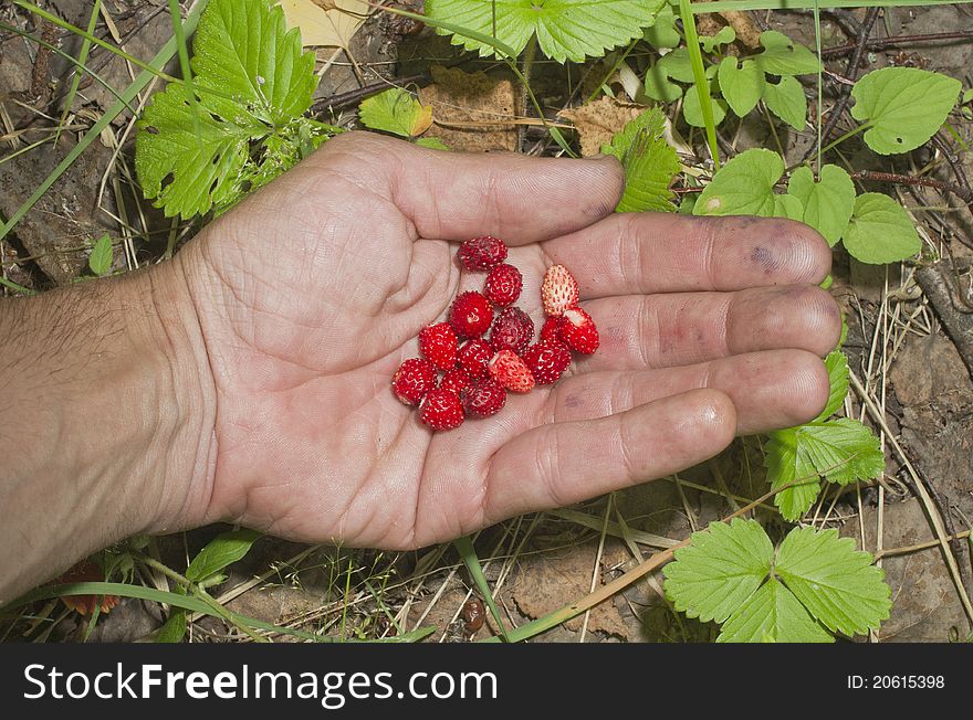 Wild strawberry berries on a palm. Wild strawberry berries on a palm.