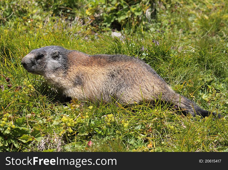 The alpine marmot in the meadow.