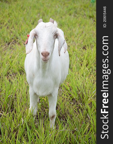 White goat