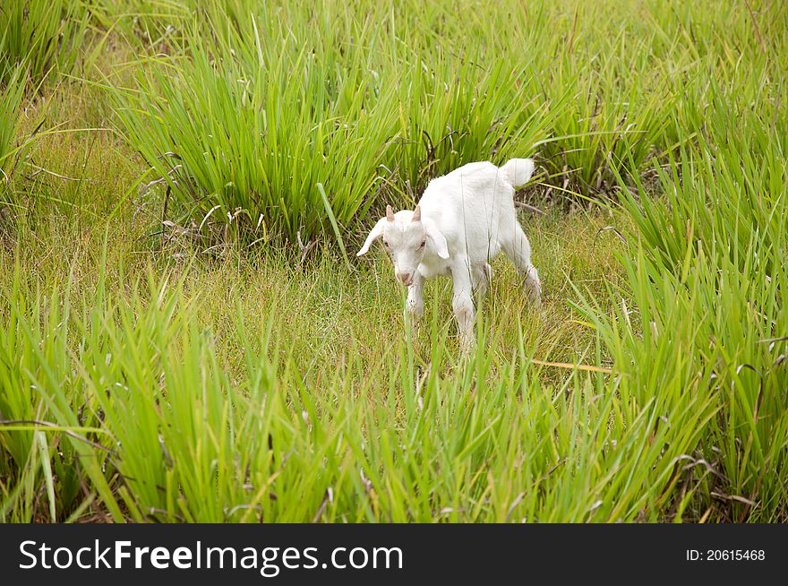 A picture of a cute baby goat in the grass field