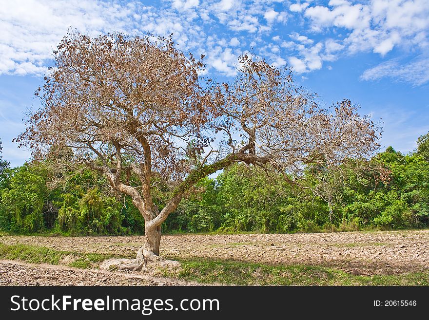 Dead trees in rural forests of Thailand. Dead trees in rural forests of Thailand