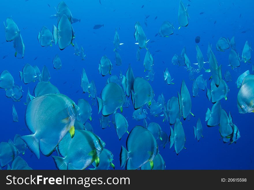 School of batfish in the red sea