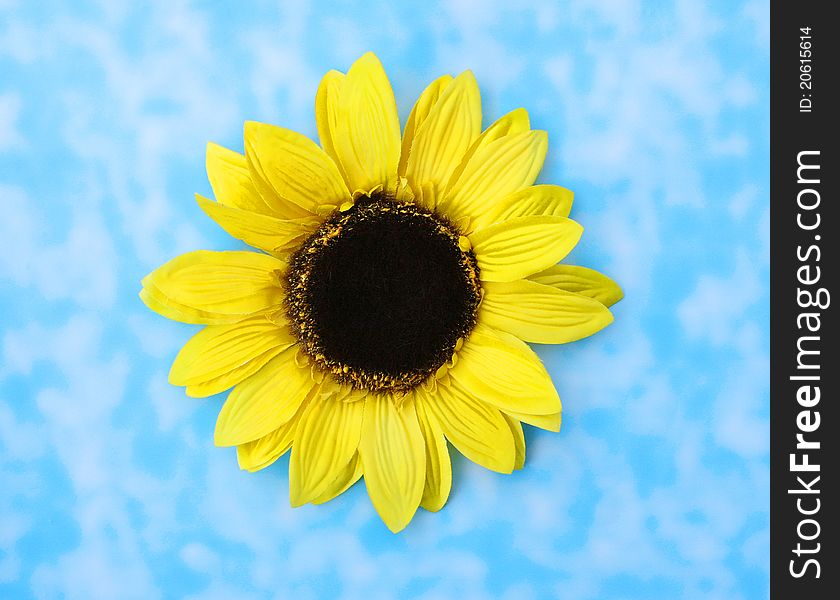 Beautiful Big Sunflower isolated on blue sky background