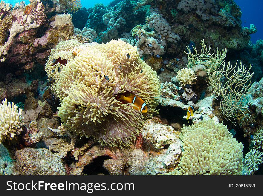 Anemone and clownfish in the red sea