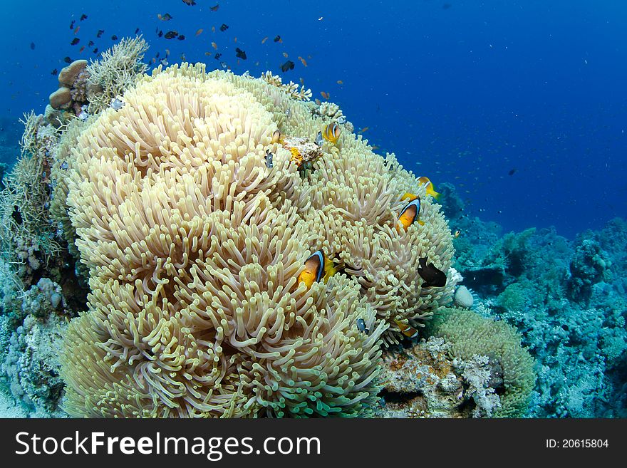 Anemone and clownfish in the red sea