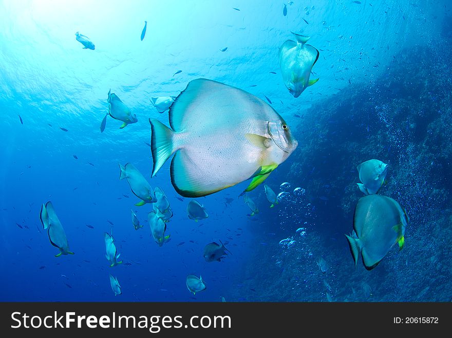 School of batfish in the red sea