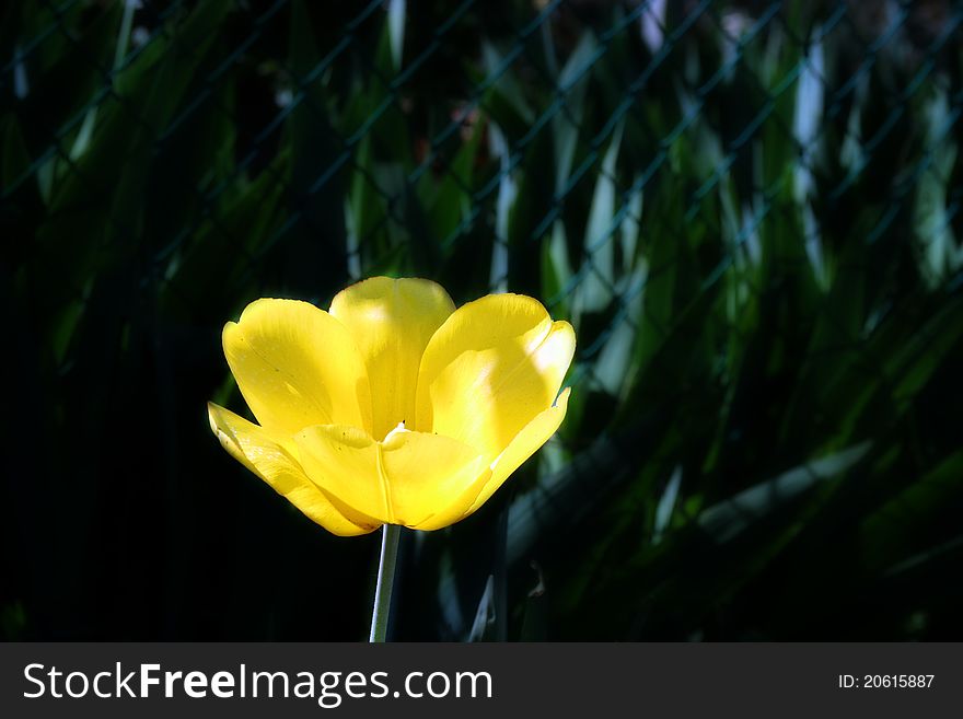 A yellow flower with green background. A yellow flower with green background