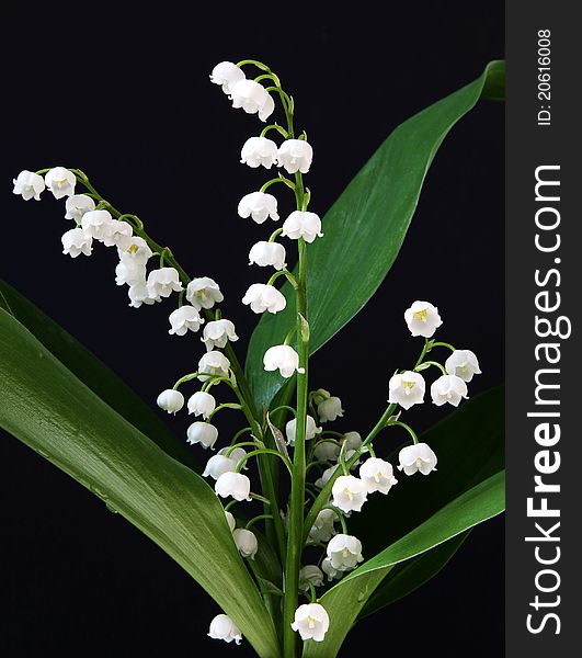 Beautiful, fresh lilies of the valley isolated on black. Beautiful, fresh lilies of the valley isolated on black