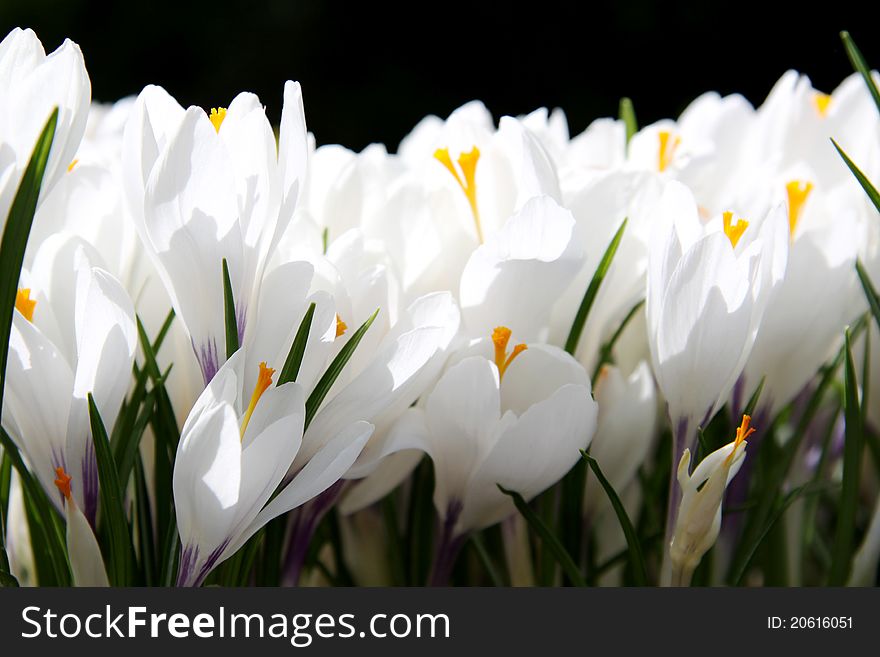 Rich spring flowers ; Blooming white crocus.