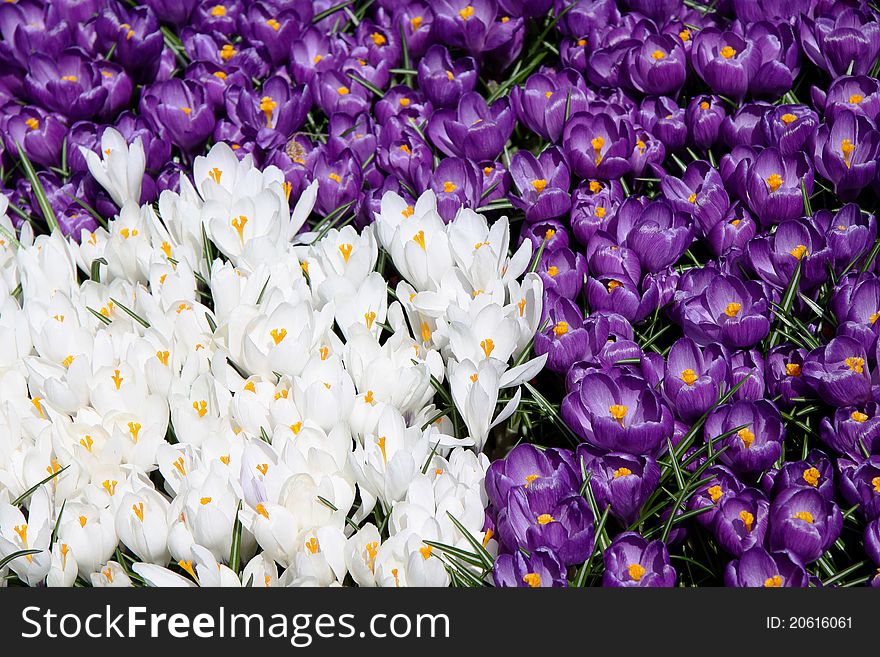 Spring holiday crocus flowers background