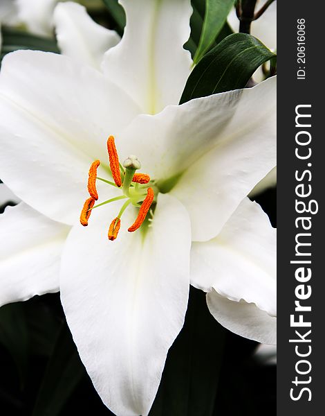 Flowers of lily isolated on black background. Flowers of lily isolated on black background