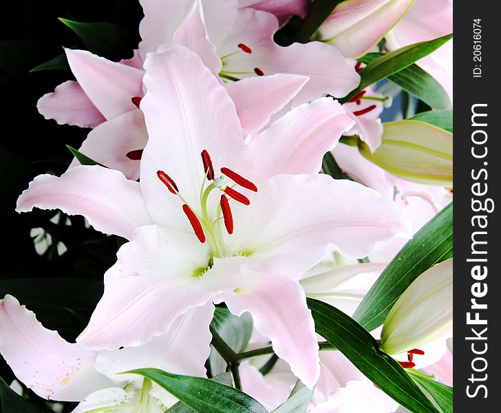 Bouquet of fresh pink lilies. Bouquet of fresh pink lilies