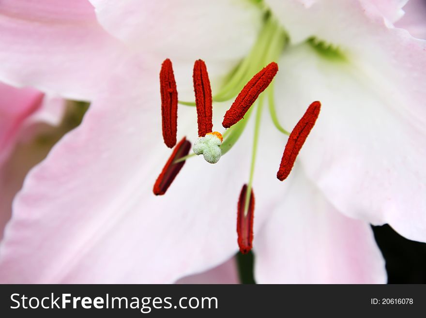 Pink lilies on abstract background.