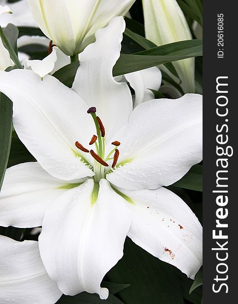 Bouquet of fresh white lilies