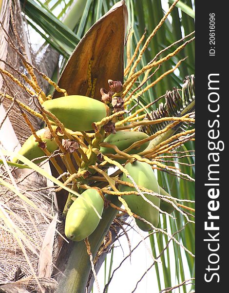 Tender Coconuts on Coconut Tree. Tender Coconuts on Coconut Tree