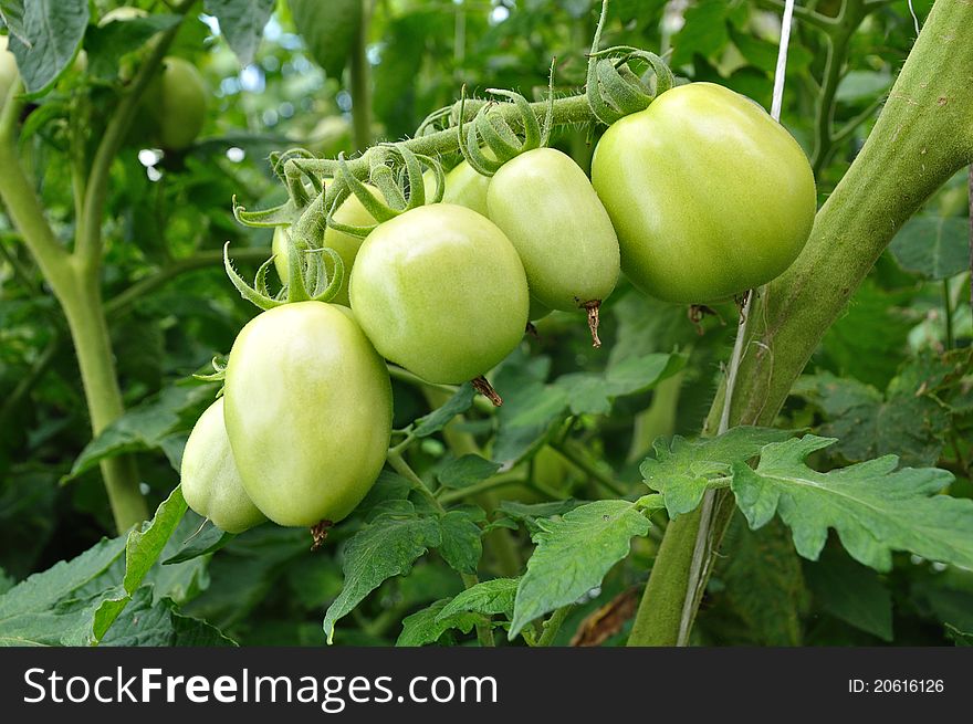 Green tomatoes growing on a branch. Green tomatoes growing on a branch
